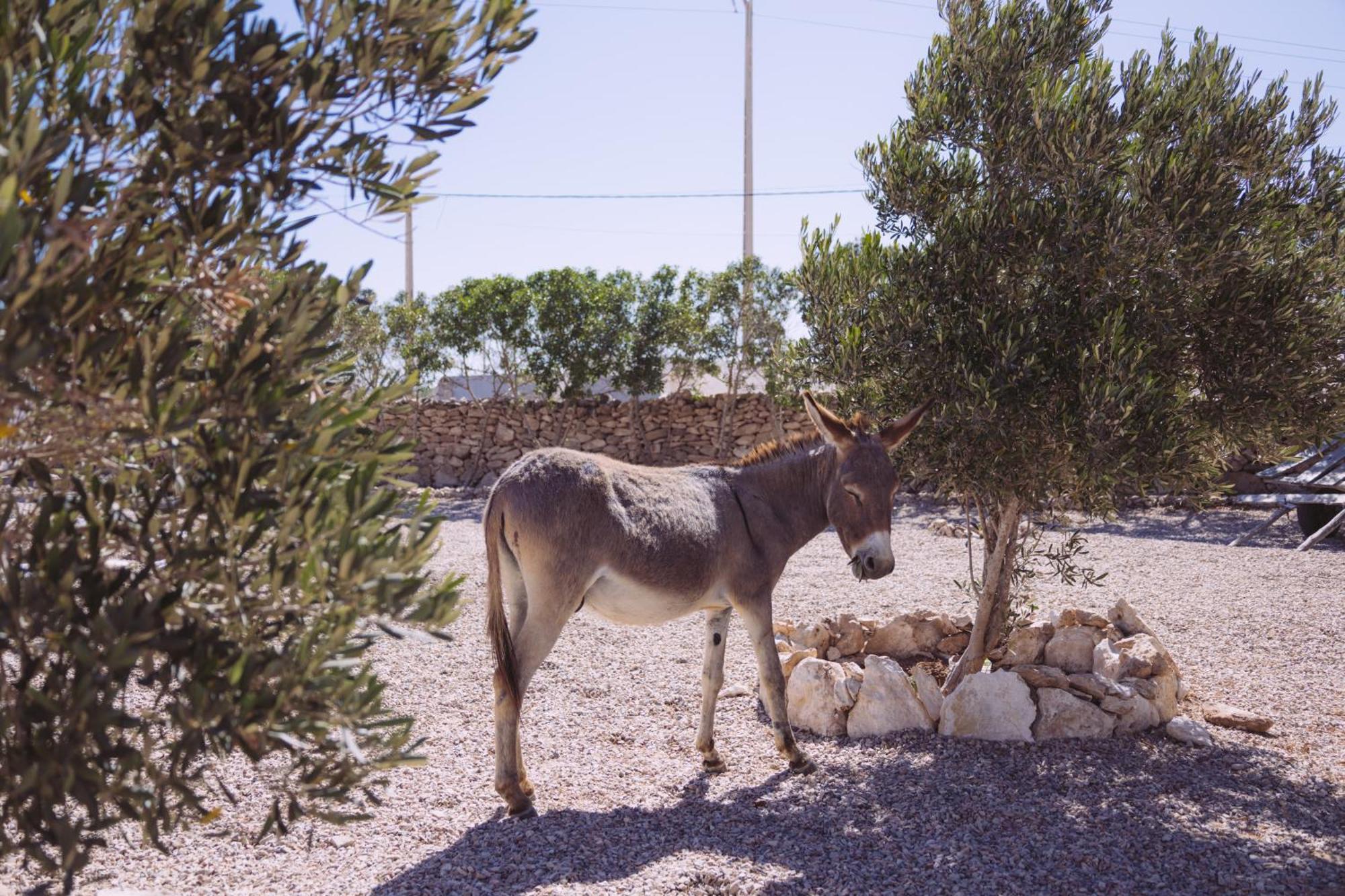 House Of Omm Bed & Breakfast Sidi Kaouki Exterior photo